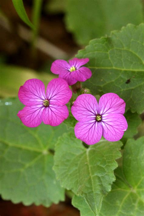 銀扇草|オオバンソウ（大判草）【ゴウダソウ（合田草）、ギンセンソウ…